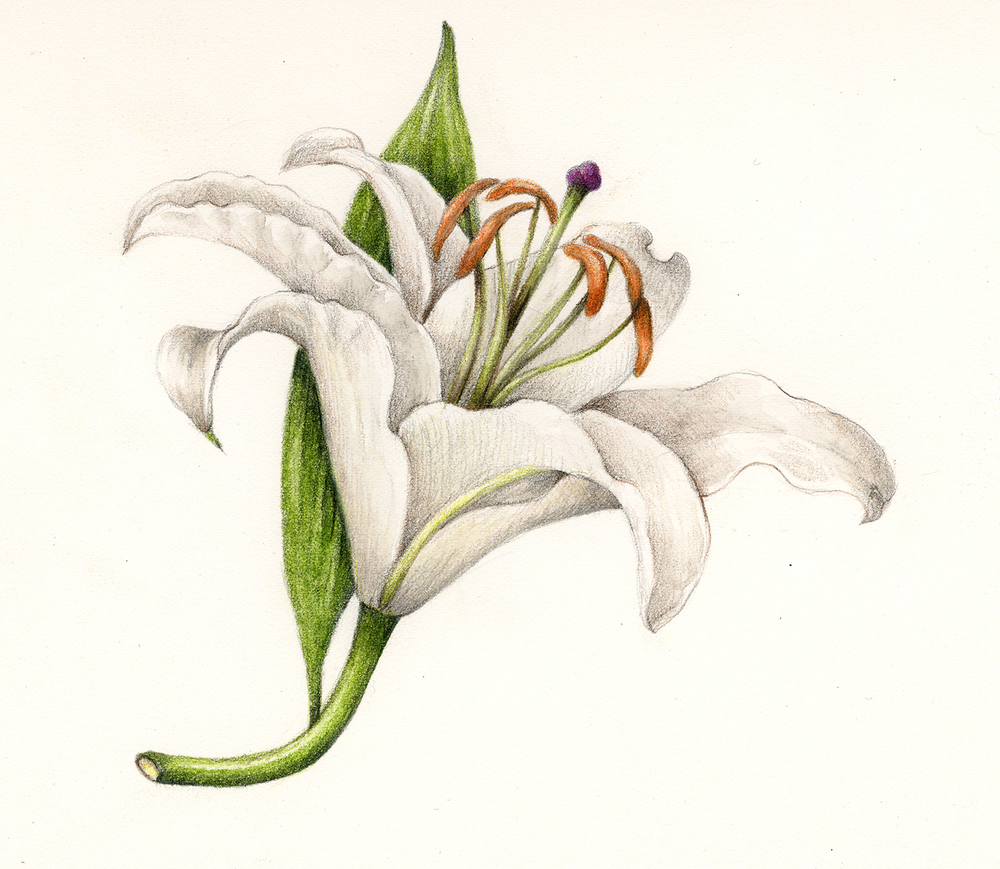 Lily-Lilium.jpg